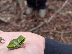 Hyla intermedia