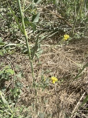 Vigna luteola