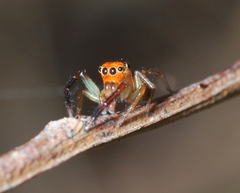 Prostheclina pallida