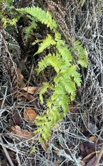 Dryopteris arguta