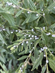 Lithospermum officinale