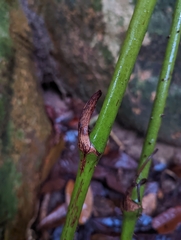 Stenochlaena palustris