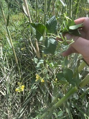 Vigna luteola