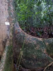 Stenochlaena palustris