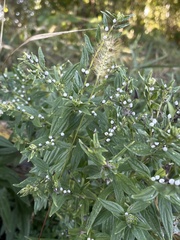 Lithospermum officinale