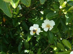 Cordia taguahyensis