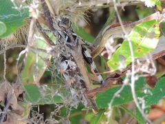 Oedaleus infernalis