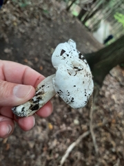 Hygrophorus eburneus