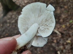 Hygrophorus eburneus