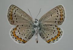 Plebejus idas atrapraetextus
