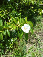 Cordia taguahyensis