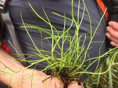 Isolepis fluitans