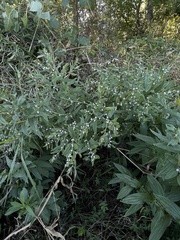 Lithospermum officinale