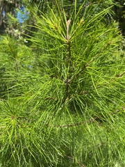 Pinus clausa