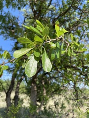 Sideroxylon lanuginosum