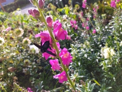 Xylocopa violacea