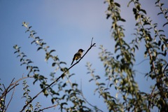 Pycnonotus xanthopygos