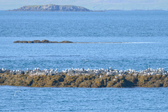 Laridae