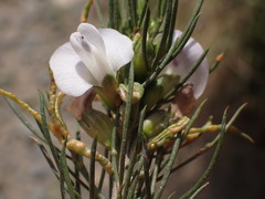 Psoralea sordida