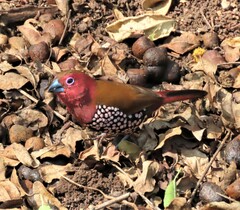 Hypargos margaritatus