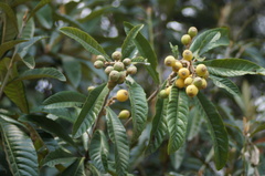 Eriobotrya japonica