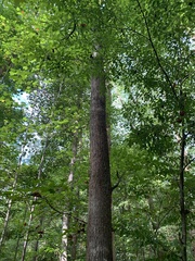 Liquidambar styraciflua