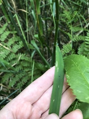 Glyceria elata