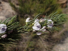 Psoralea sordida
