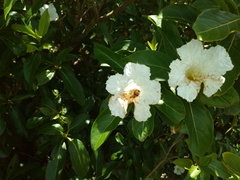 Cordia taguahyensis