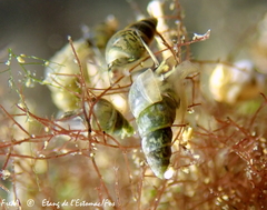 Littorinimorpha