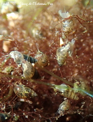 Littorinimorpha