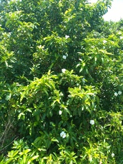 Cordia taguahyensis