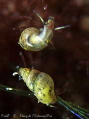 Littorinimorpha