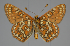 Euphydryas editha beani