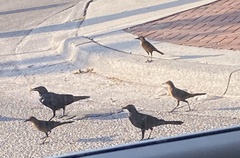 Quiscalus major westoni