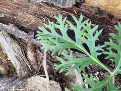 Pelargonium pillansii