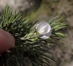 Psoralea sordida