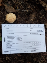 Lactarius chrysorrheus
