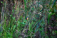 Alcedo atthis