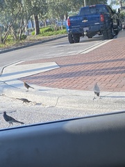 Quiscalus major westoni