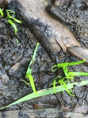 Pilularia globulifera