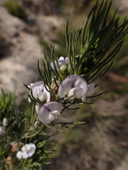 Psoralea sordida
