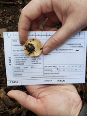 Lactarius chrysorrheus