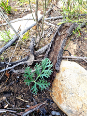 Pelargonium pillansii