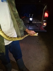 Bothrops jararacussu