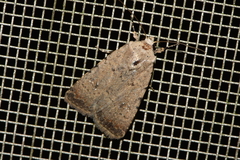 Caradrina clavipalpis