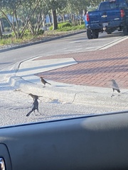 Quiscalus major westoni