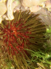 Echinozoa