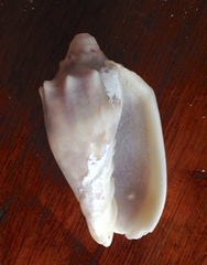 Cymbiola vespertilio