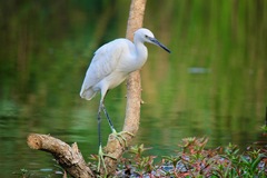 Egretta garzetta